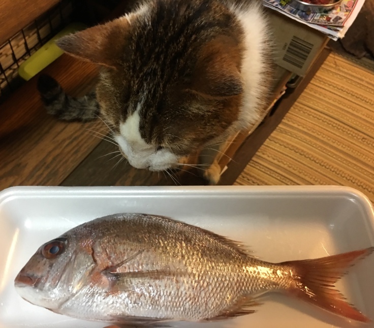 チコにチコ鯛 また一年 Complex Cat