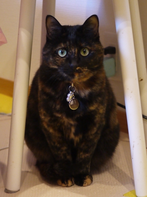 猫のお留守番 ユリちゃん編。_a0143140_22541979.jpg