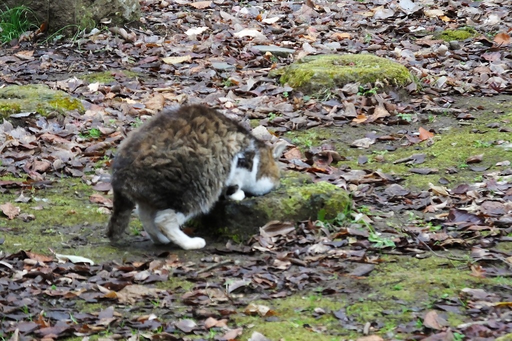 朝の公園でアオジ、シメ、他_b0236251_11030000.jpg