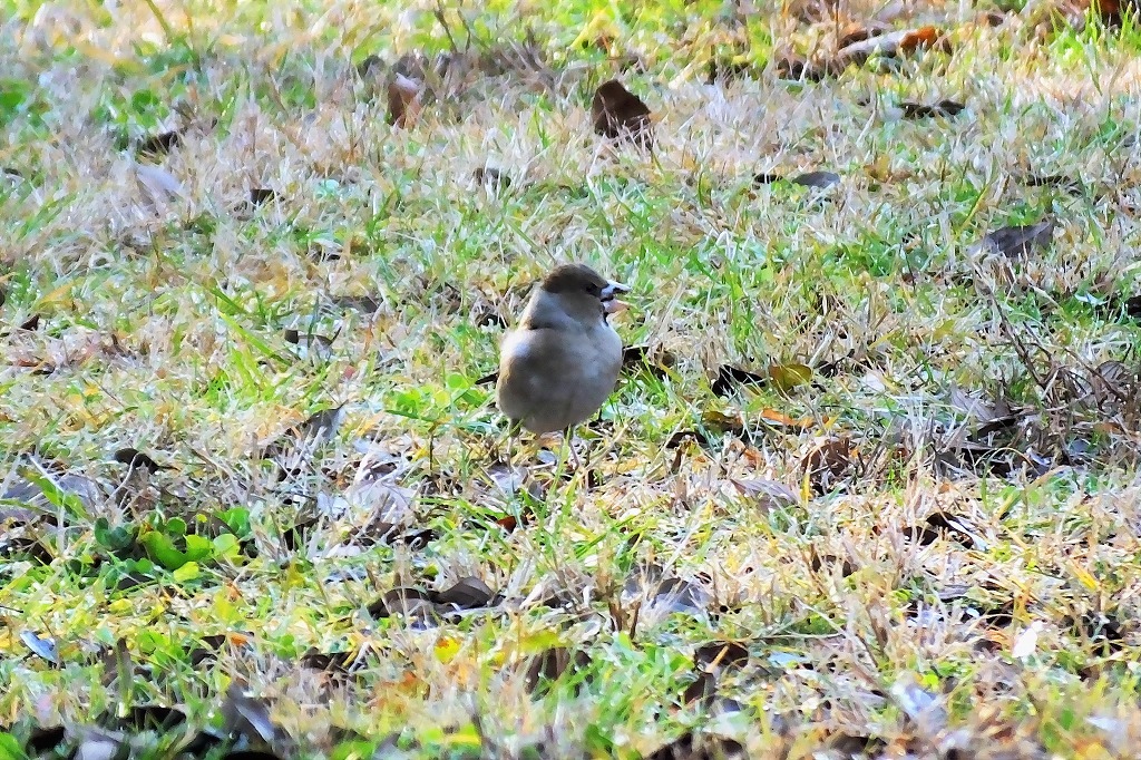 朝の公園でアオジ、シメ、他_b0236251_11053298.jpg