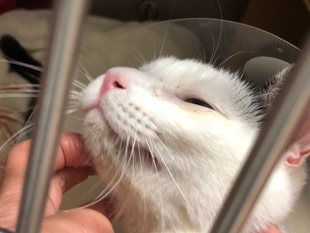 はんちゃんのお泊り(2018・12・30)_e0367571_21432920.jpg