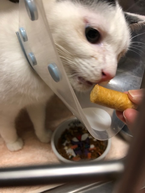 はんちゃんのお泊り(2018・12・30)_e0367571_21445773.jpg