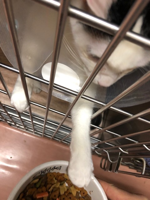 はんちゃんのお泊り(2018・12・30)_e0367571_21502478.jpg