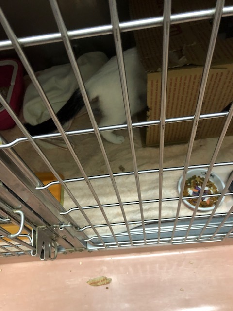 はんちゃんのお泊り(2018・12・30)_e0367571_21574356.jpg