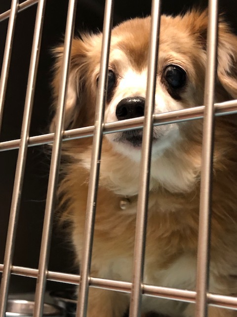 チョコちゃんのお泊り(2018・12・30)_e0367571_22100089.jpg