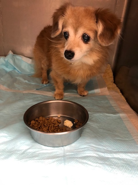 チョコちゃんのお泊り(2018・12・30)_e0367571_22105382.jpg