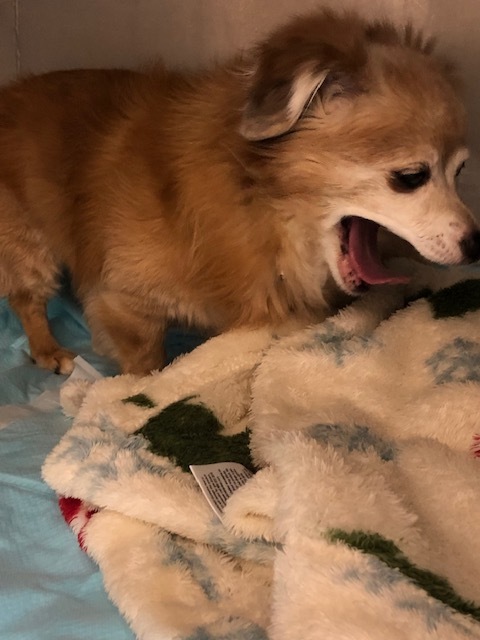 チョコちゃんのお泊り(2018・12・30)_e0367571_22111071.jpg