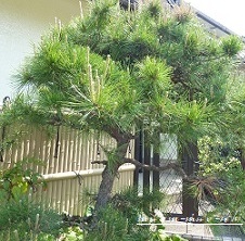 f0368691_15421493.jpg