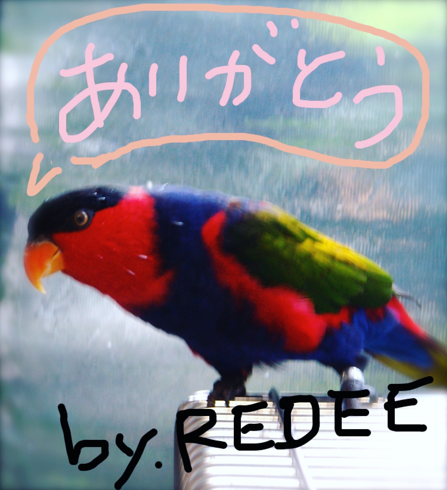 ぎょえー 楽しい服やさん レディーノーム