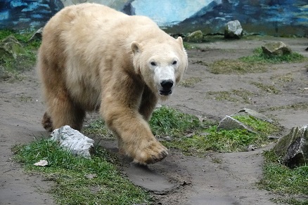 ハンガリー北東部、ニーレジハーザのソスト動物園での三頭のホッキョクグマたちとの出会い_a0151913_4303086.jpg