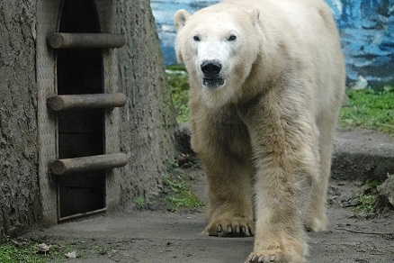 ハンガリー北東部、ニーレジハーザのソスト動物園での三頭のホッキョクグマたちとの出会い_a0151913_4394482.jpg