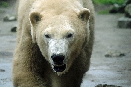 ハンガリー北東部、ニーレジハーザのソスト動物園での三頭のホッキョクグマたちとの出会い_a0151913_4483141.jpg