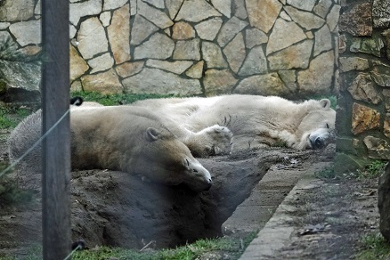 ハンガリー北東部、ニーレジハーザのソスト動物園での三頭のホッキョクグマたちとの出会い_a0151913_457290.jpg