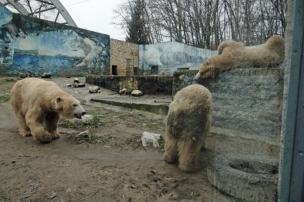 ハンガリー北東部、ニーレジハーザのソスト動物園での三頭のホッキョクグマたちとの出会い_a0151913_511057.jpg