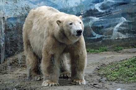 ハンガリー北東部、ニーレジハーザのソスト動物園での三頭のホッキョクグマたちとの出会い_a0151913_5192510.jpg