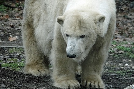 ハンガリー北東部、ニーレジハーザのソスト動物園での三頭のホッキョクグマたちとの出会い_a0151913_5245047.jpg