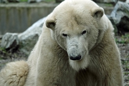 ハンガリー北東部、ニーレジハーザのソスト動物園での三頭のホッキョクグマたちとの出会い_a0151913_5272220.jpg