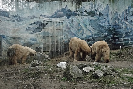 ハンガリー北東部、ニーレジハーザのソスト動物園での三頭のホッキョクグマたちとの出会い_a0151913_5618.jpg