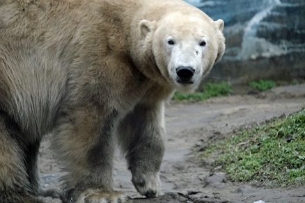 ハンガリー北東部、ニーレジハーザのソスト動物園での三頭のホッキョクグマたちとの出会い_a0151913_594151.jpg