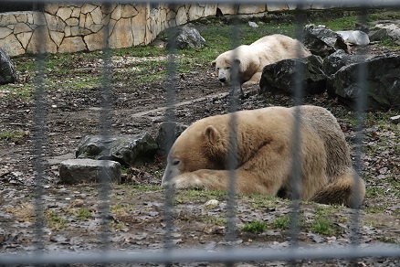 ハンガリー北東部、ニーレジハーザのソスト動物園での三頭のホッキョクグマたちとの出会い_a0151913_6345455.jpg