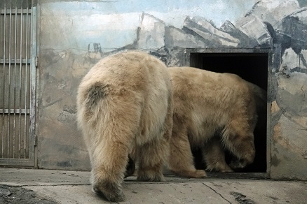 ハンガリー北東部、ニーレジハーザのソスト動物園での三頭のホッキョクグマたちとの出会い_a0151913_6532371.jpg