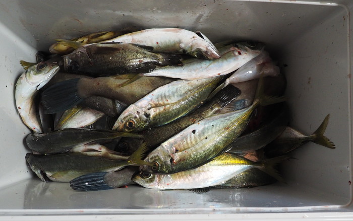 夫の釣果とその後の料理_c0116915_23211667.jpg