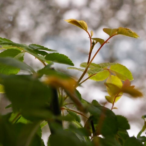 a0329935_09164696.jpeg