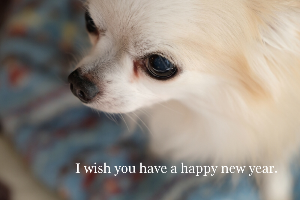 2018年もありがとうございました。_b0354536_13384236.jpg