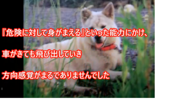 実験犬シロちゃん①_e0355140_15060720.png