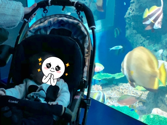 水族館&#128032;_e0339748_10512117.jpeg