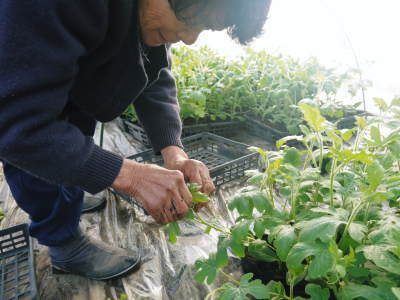 夢スイカ 大玉スイカ『春のだんらん』の定植前に2本の1玉のための芯止め作業_a0254656_16481320.jpg