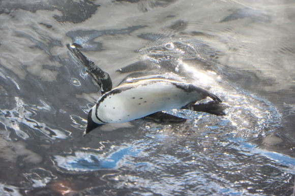 京都水族館　③_c0272958_14143007.jpg