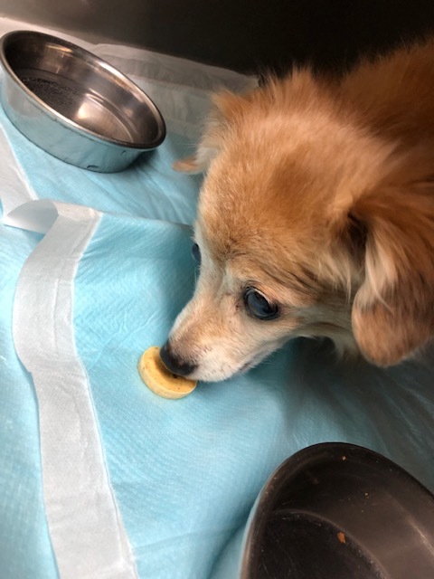 チョコちゃんのお泊り(2018・12・31)_e0367571_19444817.jpg