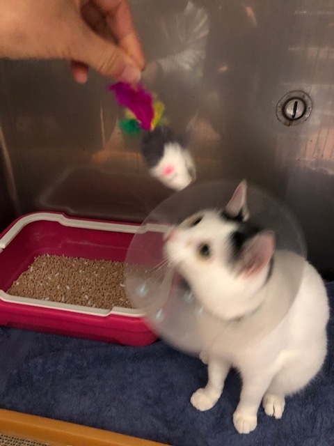 はんちゃんのお泊り(2018.12.31)_e0367571_19470372.jpg