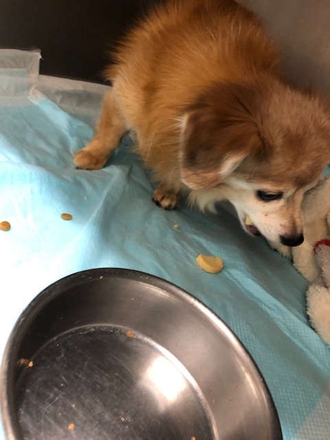 チョコちゃんのお泊り(2018・12・31)_e0367571_22112290.jpg