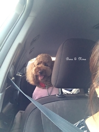 c0283778_11074398.jpeg