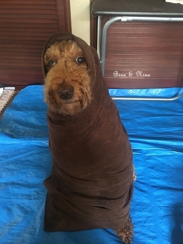 c0283778_11091182.jpeg