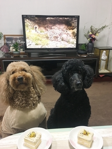 c0283778_11134700.jpeg