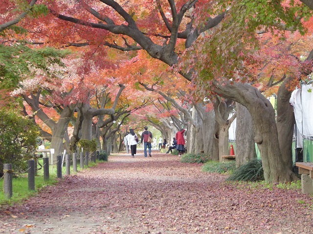 今年の紅葉は小石川植物園で 以前はねこが多かったんだよね ルソイの半バックパッカー旅 今年の紅葉は小石川植物園で 以前はねこが多かったんだよね ルソイの半バックパッカー旅