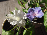 c0386291_15533617.jpg