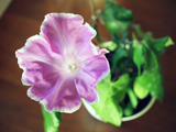 c0386291_15534653.jpg
