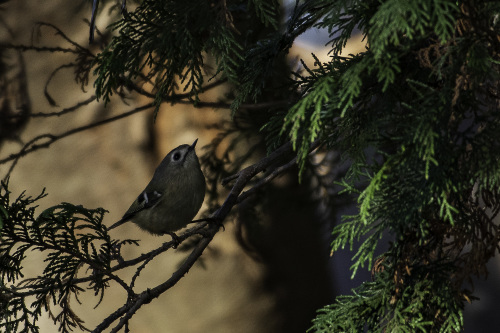 2018最後の鳥撮りは再びキクの公園へ_e0241691_09224832.jpg