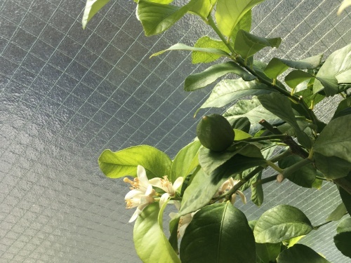 穏やかな年末ーお休み5日目_f0347891_01134641.jpeg
