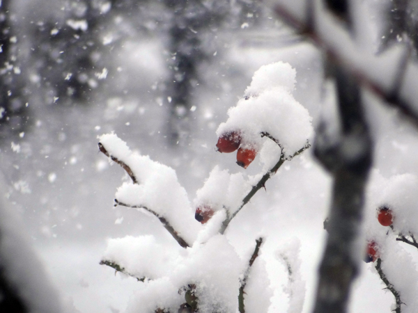 大晦日の雀ちゃんと降り積もる牡丹雪♪_a0136293_15032121.jpg
