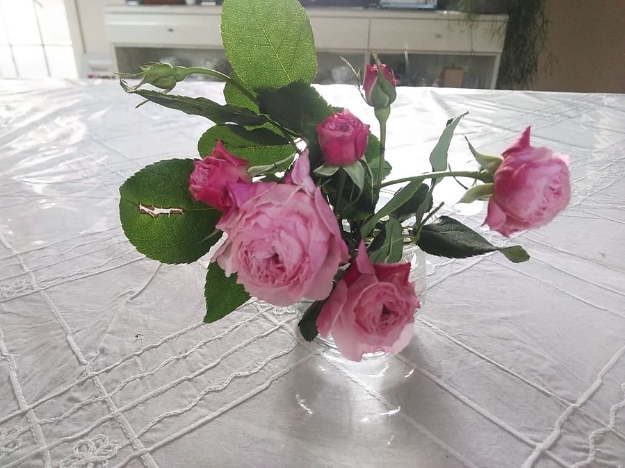 たまには書こう自分の庭･････2019年の仕事始め♪_b0331802_21431286.jpg