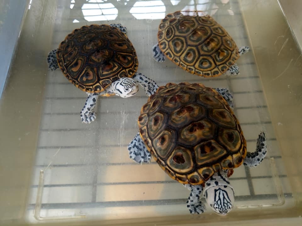 ダイヤモンドバックテラピン 亜種別画像 : ダイヤモンドバックテラピン