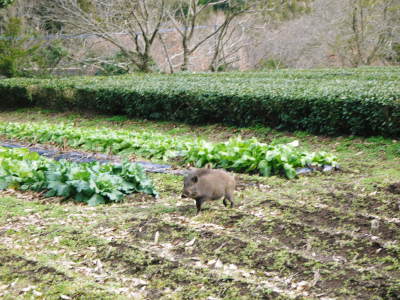 2019年　新年のご挨拶　今年も生産者と消費者の立場から熊本の旬を紹介！自らの農業もさらに頑張ります！_a0254656_17524708.jpg
