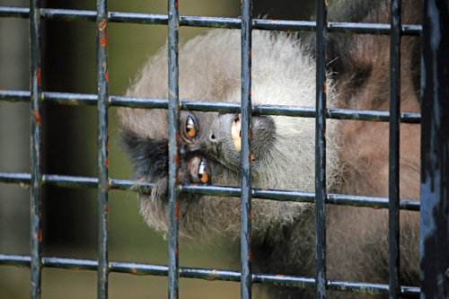 努力する人は希望を語り 怠ける人は不満を語る 動物園のど