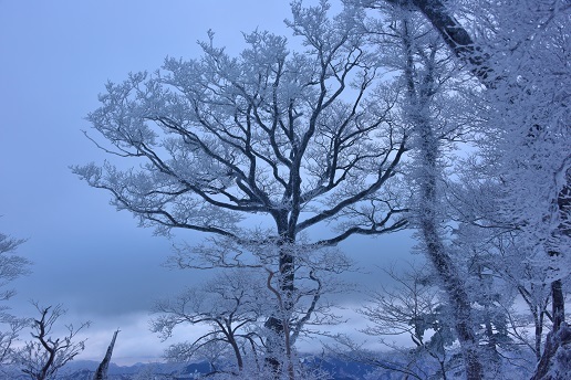 かすかな色合いの霧氷　　一ノ峠～天川辻　　　_c0303868_10585580.jpg