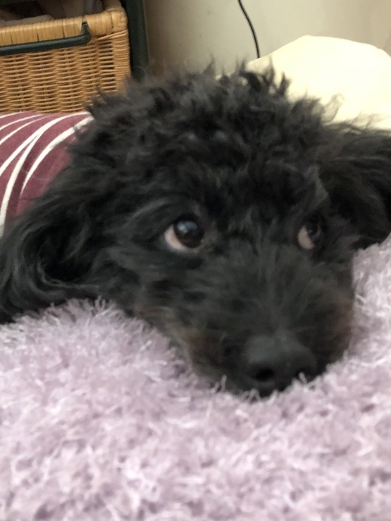 2019年1月1日 あけましておめでとうございます_b0098584_17461681.jpeg